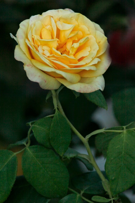 Yellow Rose without Tripod