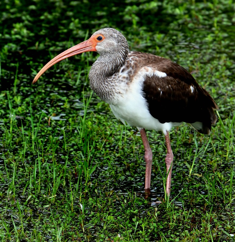 Young American White Ibis