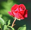 The  Rose