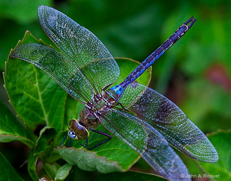 Dragonfly Common Green Darner - ID: 8899526 © John A. Roquet