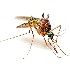 2High Key Mosquito - ID: 8899712 © Eric Highfield