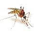 2High Key Mosquito - ID: 8899712 © Eric Highfield