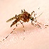 2Misquito - ID: 8899714 © Eric Highfield