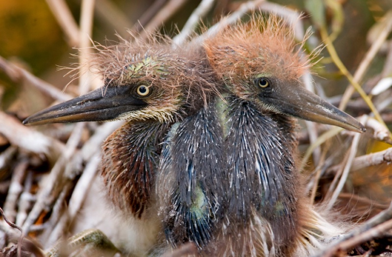 Tri-colored heron chicks - ID: 8901442 © Michael Cenci