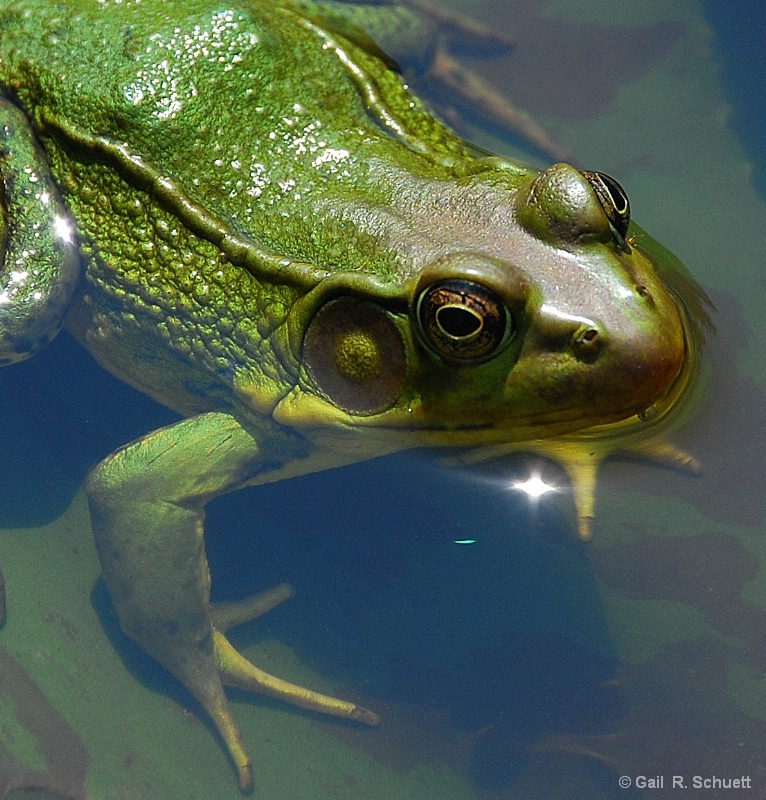 Close-up Frog 