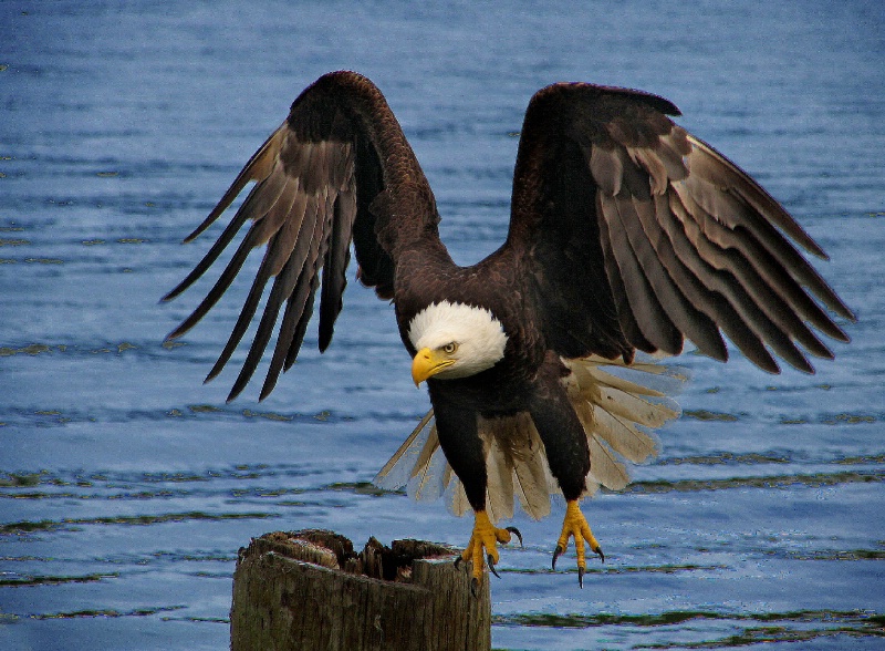 an eagle looking at lunch menu