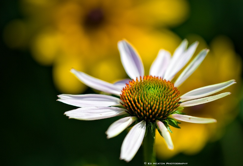 Cone Flower