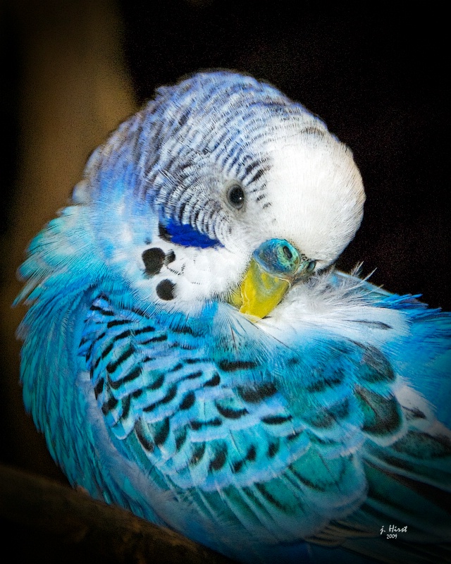 Playing Coy - Blue Budgie