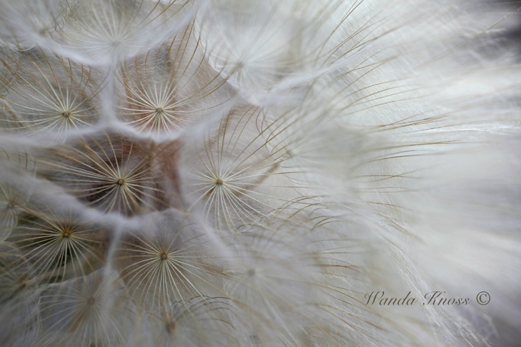 ~Gone to Seed~