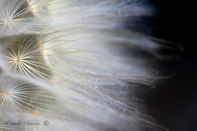 ~Goats Beard~