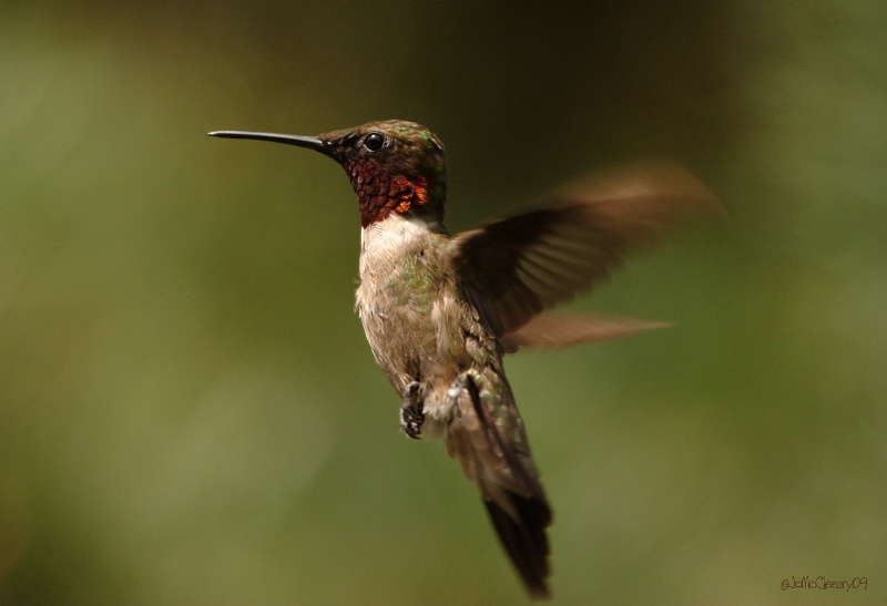 Hummingbird Glory