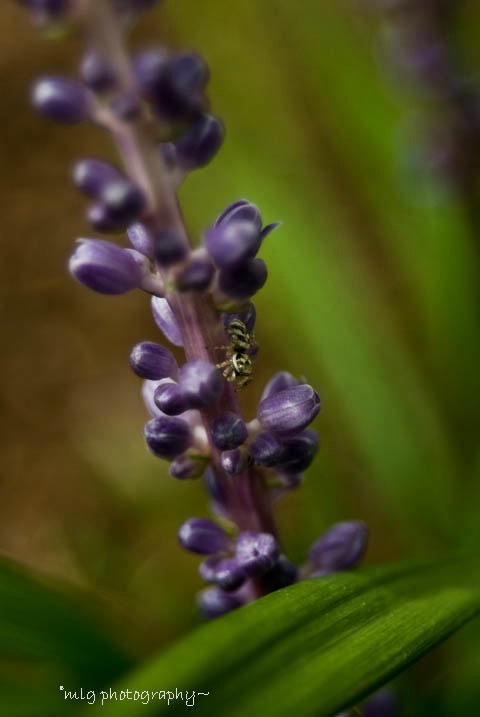 itsy bitsy spider~