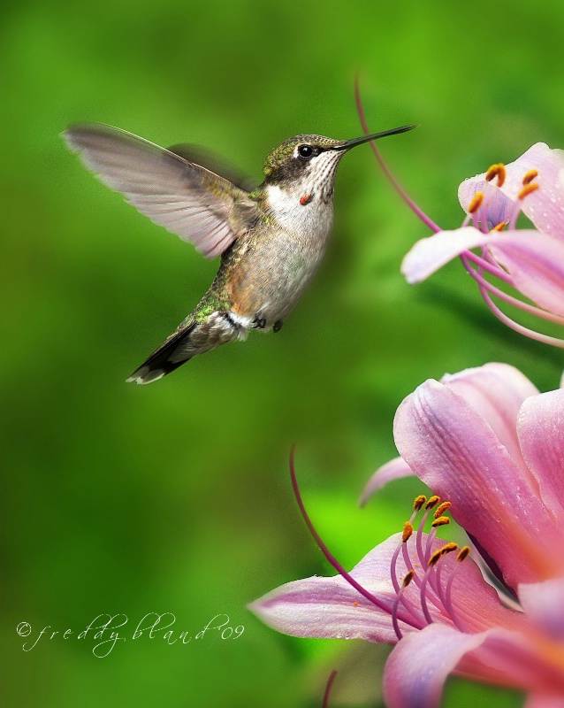 A Passion for Nectar