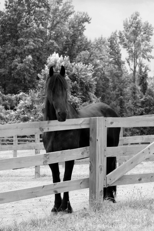 Black Beauty - ID: 8907429 © Lisa R. Buffington