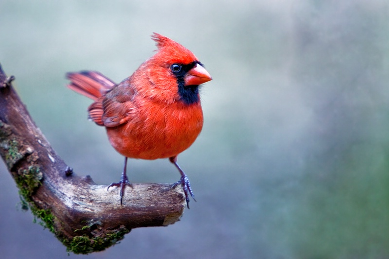 Poppa Cardinal