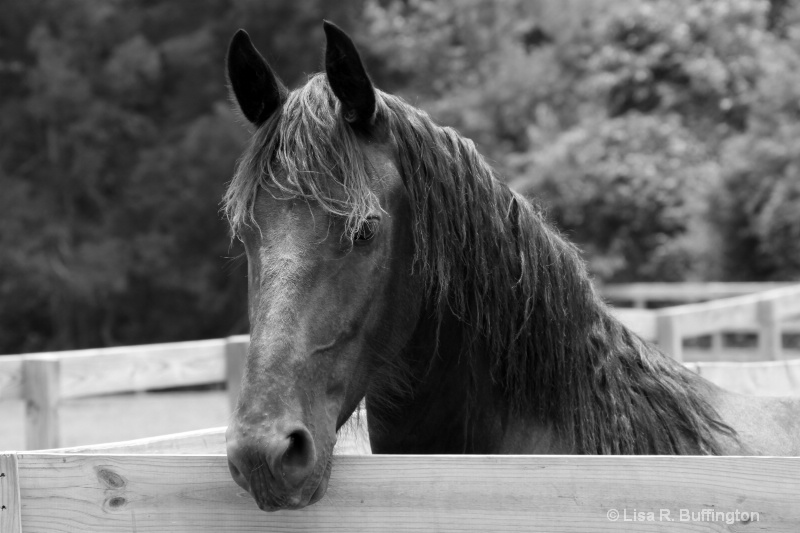 Truly Majestic II - ID: 8908978 © Lisa R. Buffington