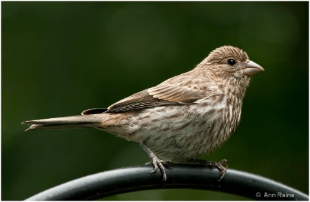 Female House Finch