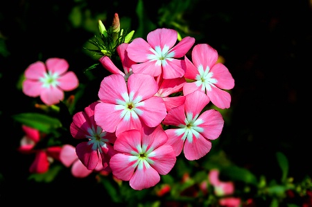 Beautiful pinks.