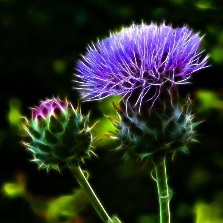 Glowing Thistles