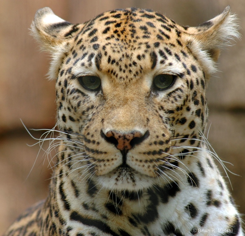 Portrait of Leopard