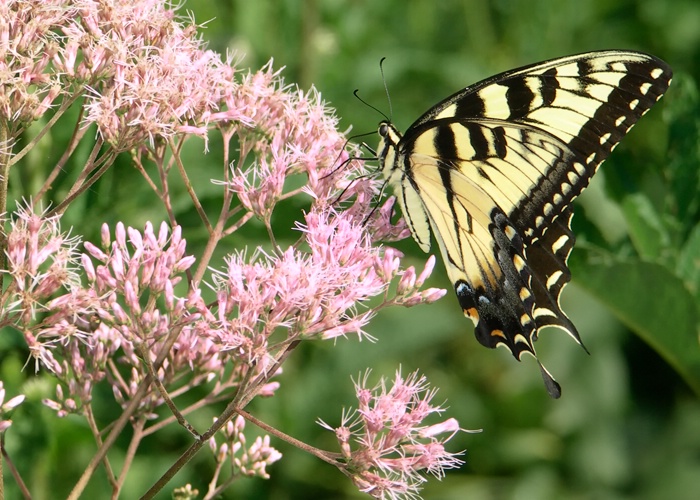 Eastern Tiger Swallowtail on Joe Pye Weed - ID: 8914587 © george w. sharpton