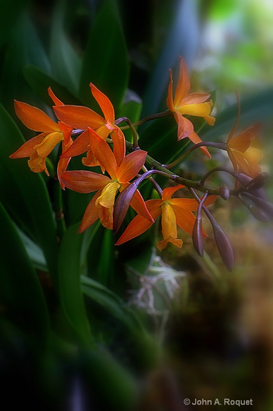 Orchid - ID: 8914714 © John A. Roquet