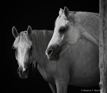 Arabian Filly and Mare