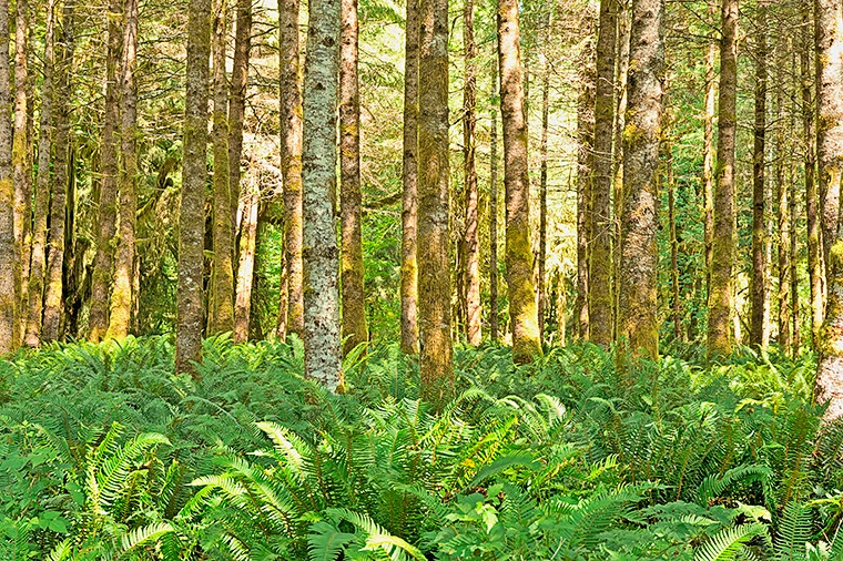 Quinault Rainforest-Ferns and Red Alder, USA