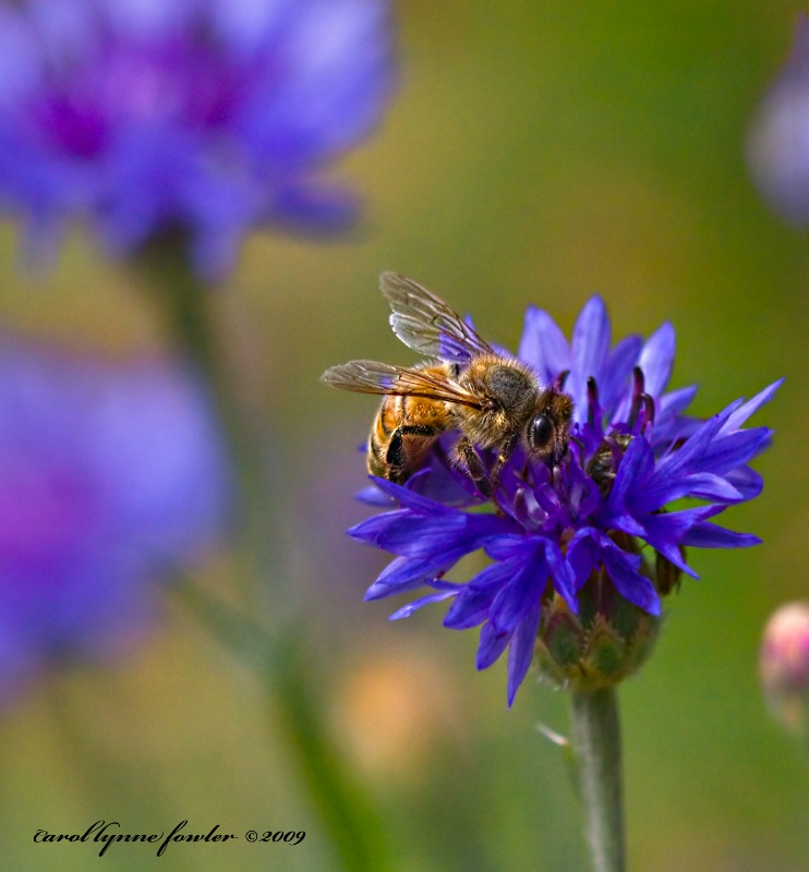 Bachelor Button Bee