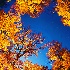 2An Autumn Orbit - ID: 8921654 © Eric Highfield