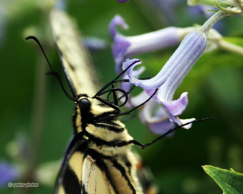 Yellow Swallowtail 24