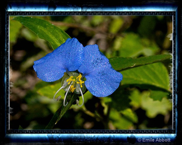Dayflower (Commelina communis_ - ID: 8923105 © Emile Abbott