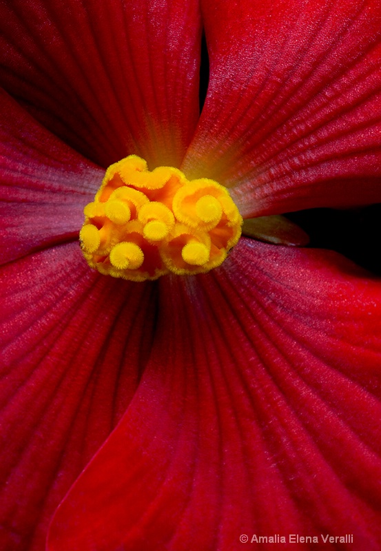 begonia, red, macro, flower