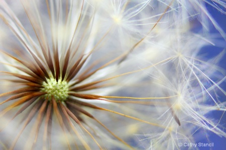 Dandelion