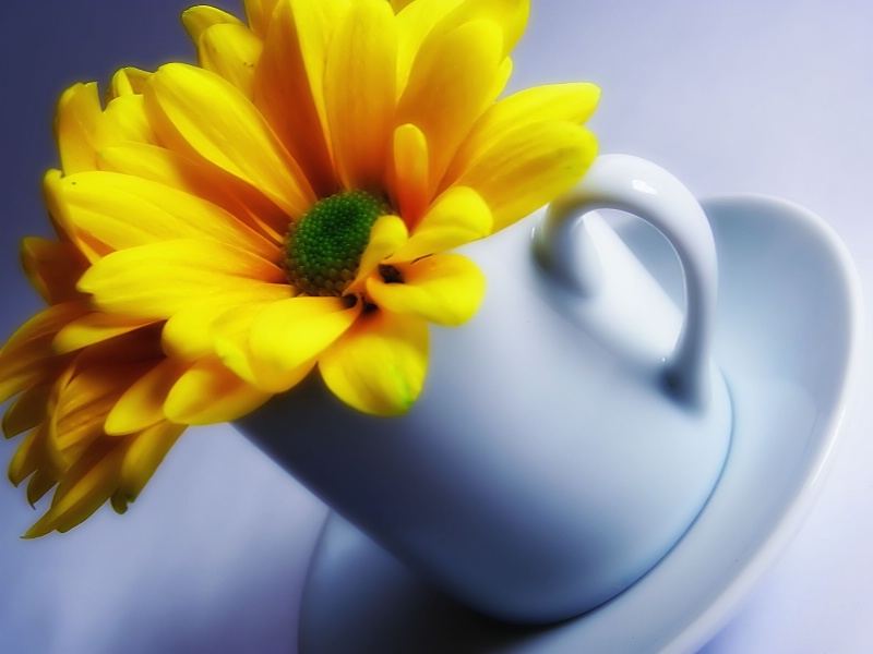A Cup of Sunshine