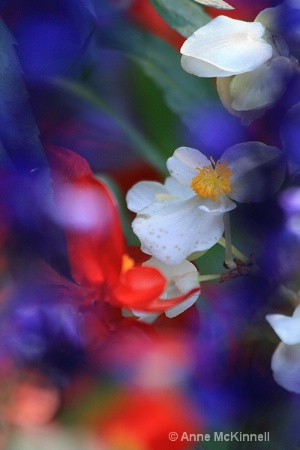Red, white and blue flowers