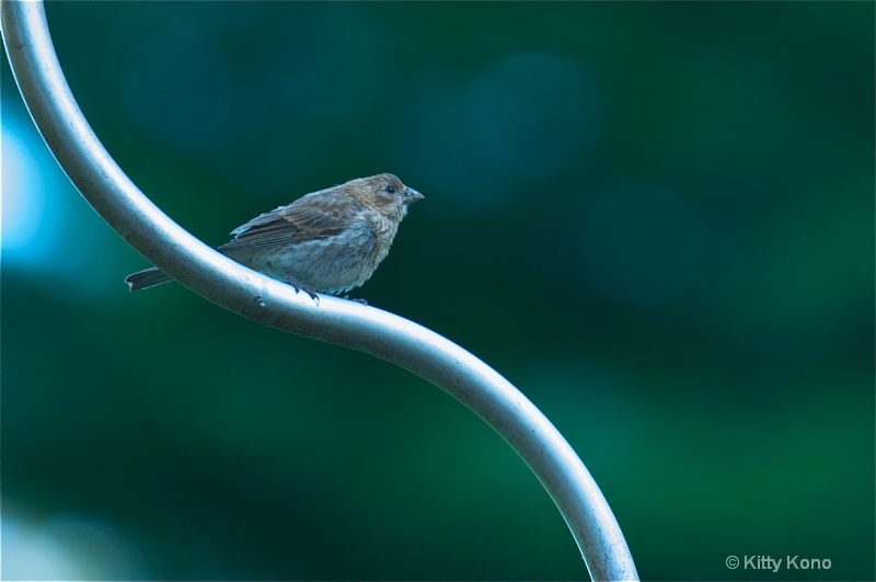 Sparrow on a Curve