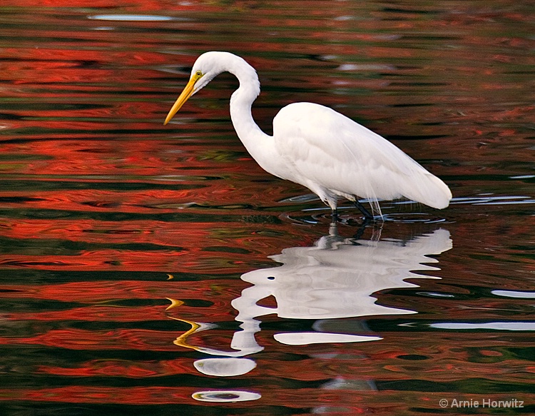 Reflections - ID: 8931913 © Arnie Horwitz