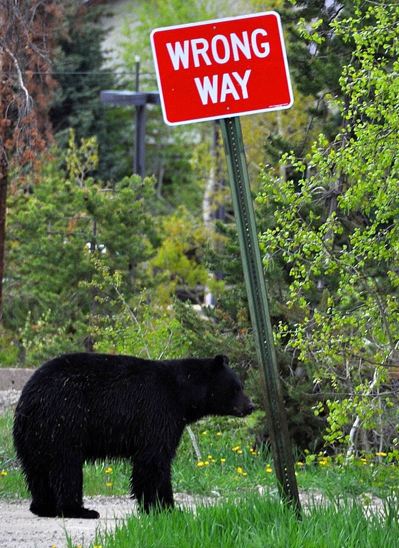 bear  wrong  way