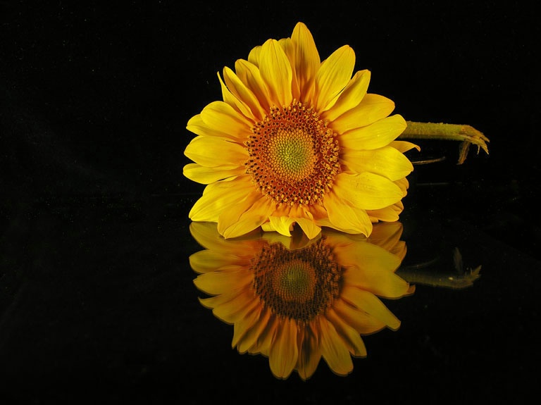 reflecting sunflower