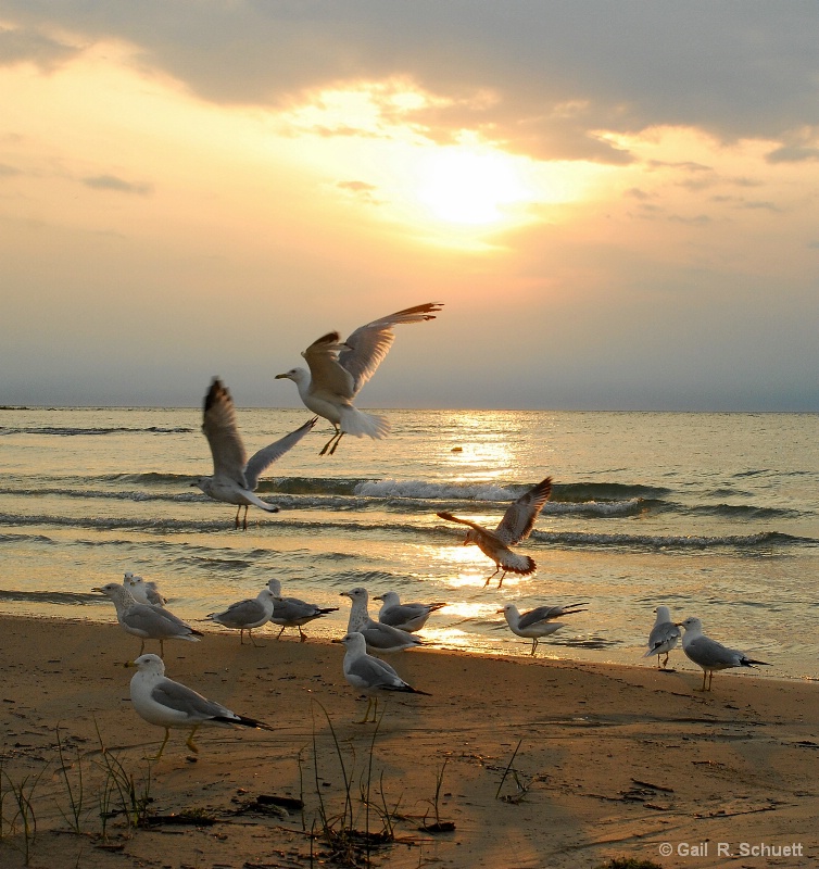 Sunset  Seagulls
