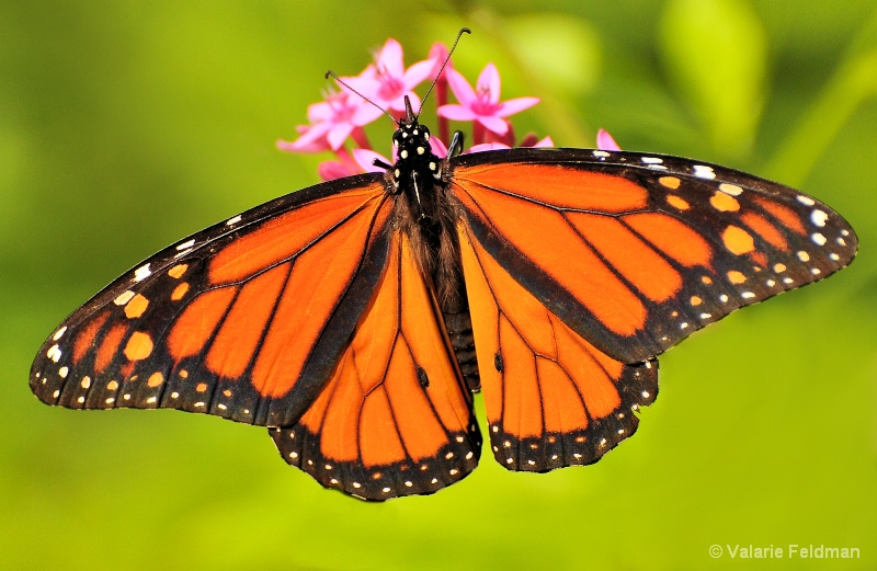 A Monarch Moment