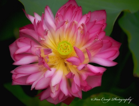 Pink Lotus