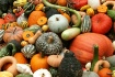 Harvest Gourds