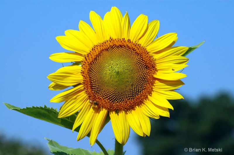 sunnyday  Sun Flower