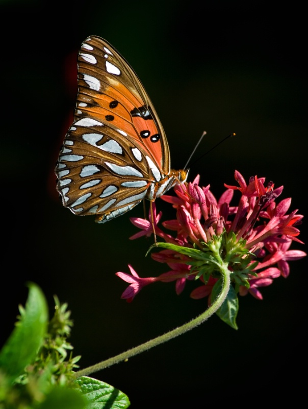 Gulf Fritilary 2 - ID: 8937163 © Michael Cenci