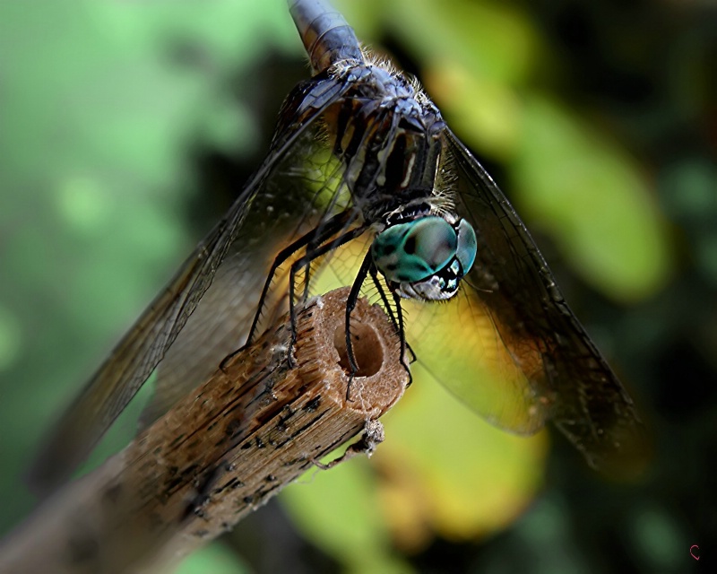 Mosquito Hawk