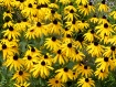 Bouquet of Sunshi...
