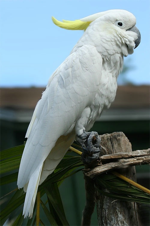 Cockatoo