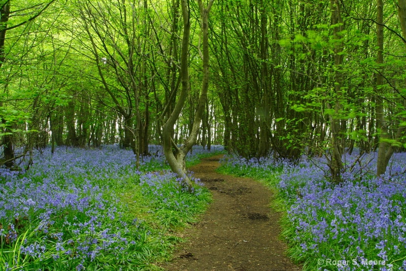 Heartwood Forest with Bluebells